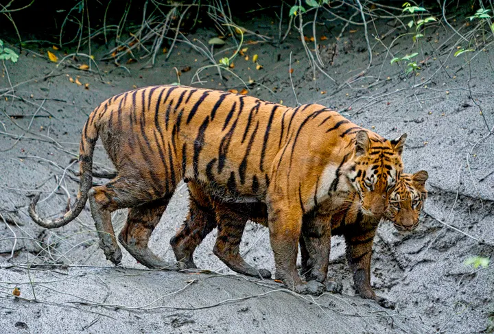 Royal Bengal tiger mother with cub walking on a muddy tidal bank in the Indian Sundarbans mangroves, West Bengal.