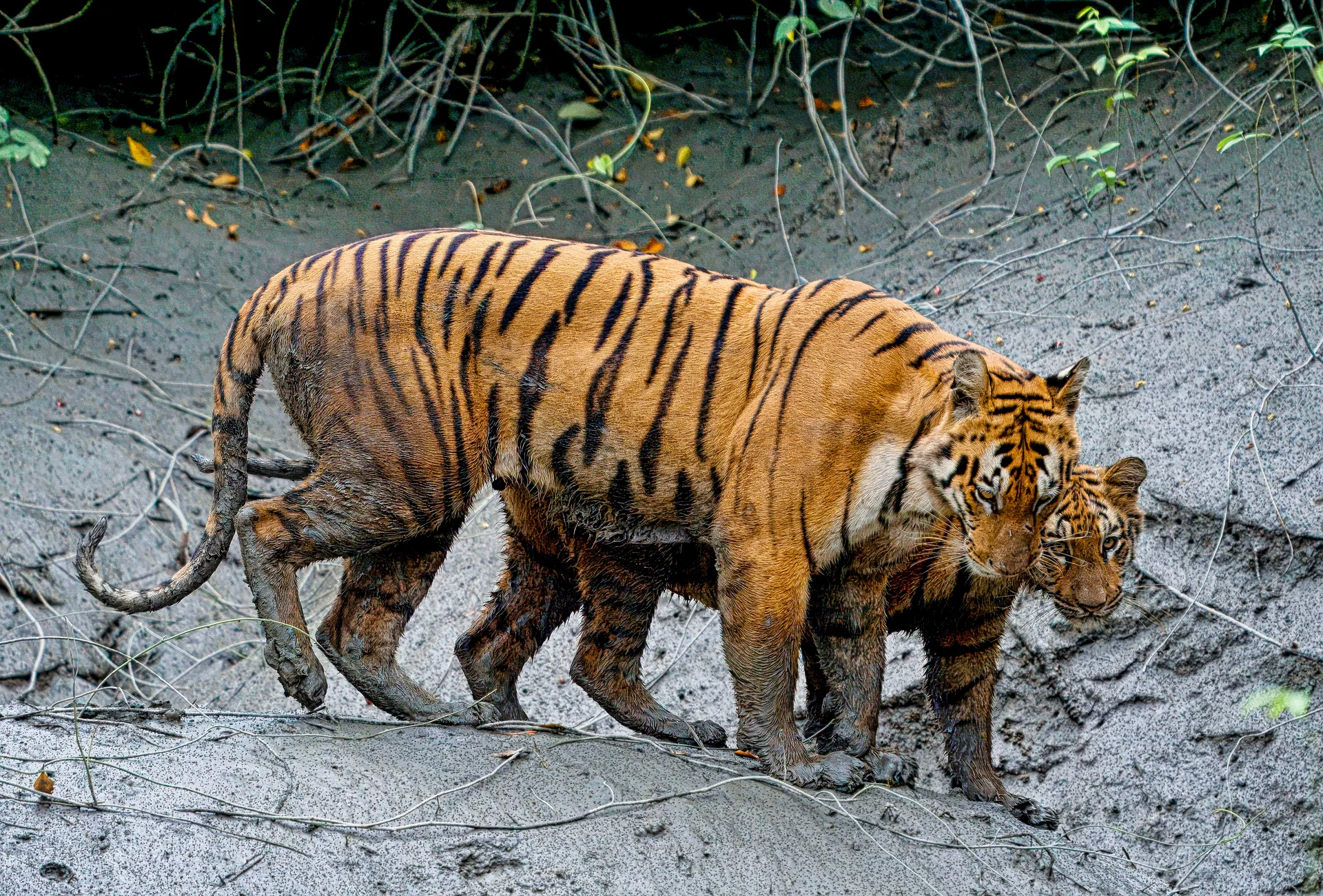 Royal Bengal tiger mother with cub walking on a muddy tidal bank in the Indian Sundarbans mangroves, West Bengal.