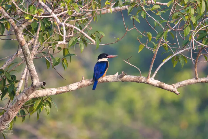 Panoramic view of a mangrove-lined tidal creek in the Indian Sundarbans.