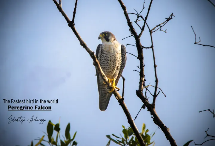 Peregrine falcon perched on a branch against a clear sky, Sundarbans birdlife, India.