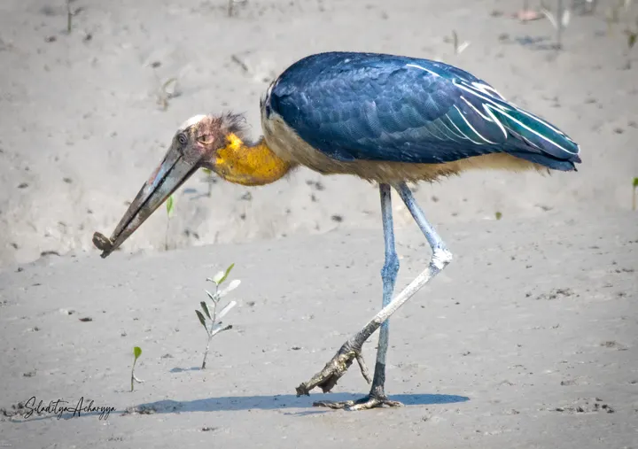 Lesser adjutant stork with blue-grey wings walking on a Sundarbans mudflat among mangrove roots.