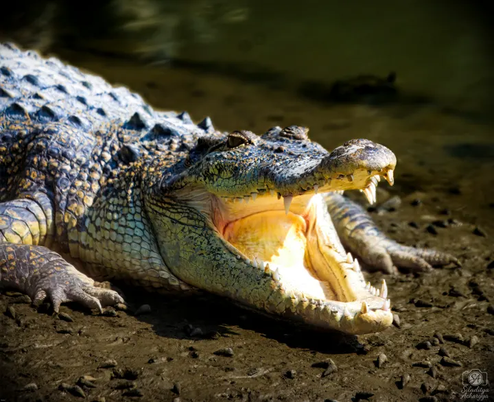 Estuarine crocodile basking with jaws open on a muddy Sundarbans riverbank, West Bengal.