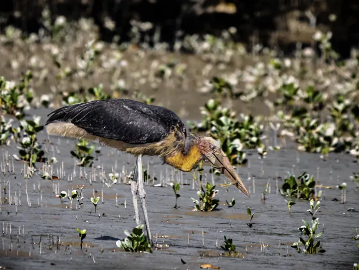 Lesser adjutant stork with yellow neck foraging on a Sundarbans mudflat with mangrove seedlings.