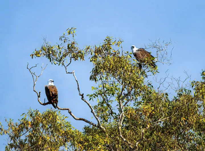 Two Brahminy kites with white heads and chestnut wings perched in a tree against blue sky, Sundarbans.