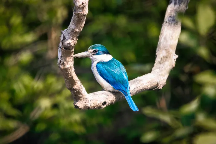 Collared kingfisher with turquoise wings perched on a branch in Sundarbans mangrove forest.