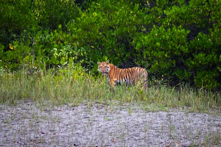 Royal Bengal tiger standing at the edge of green mangrove forest on a muddy bank, Sundarbans.