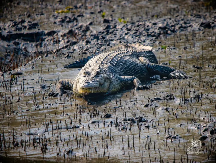 Large saltwater crocodile resting on mud among mangrove breathing roots, Sundarbans.