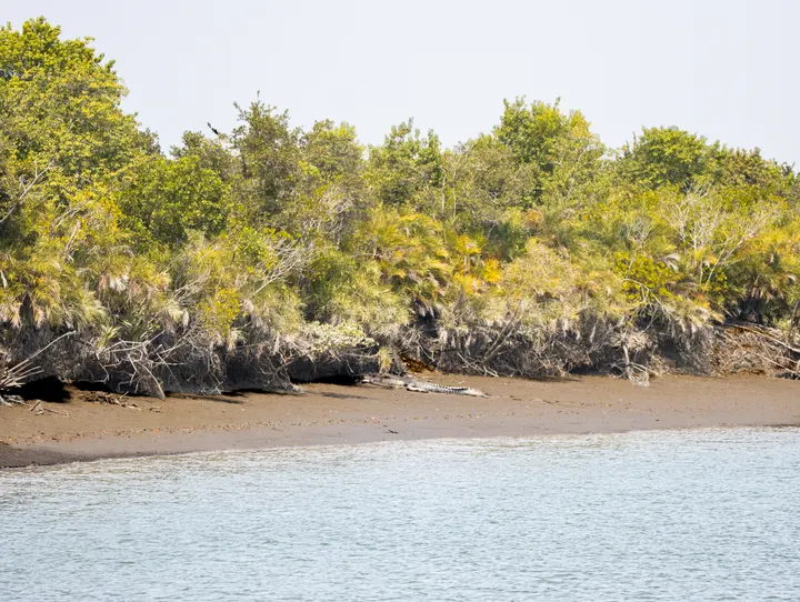 Saltwater crocodile basking on mud beside dense mangrove forest and tidal water, Sundarbans.