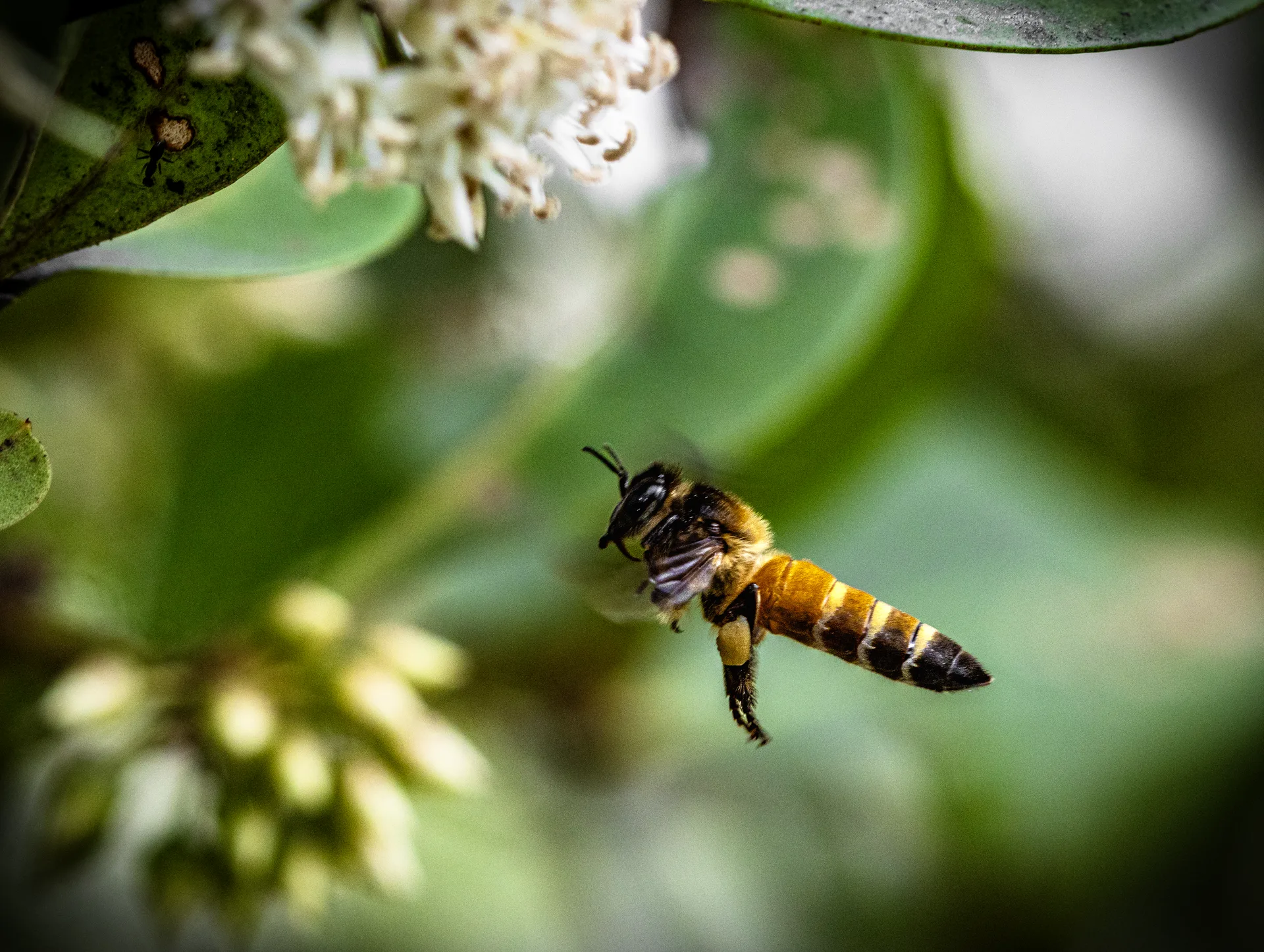 Honey bee visiting white blossoms among green foliage in the Sundarbans delta, West Bengal.
