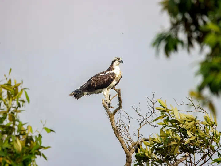 Osprey perched on a bare branch with mangrove foliage behind, Sundarbans birding, India.