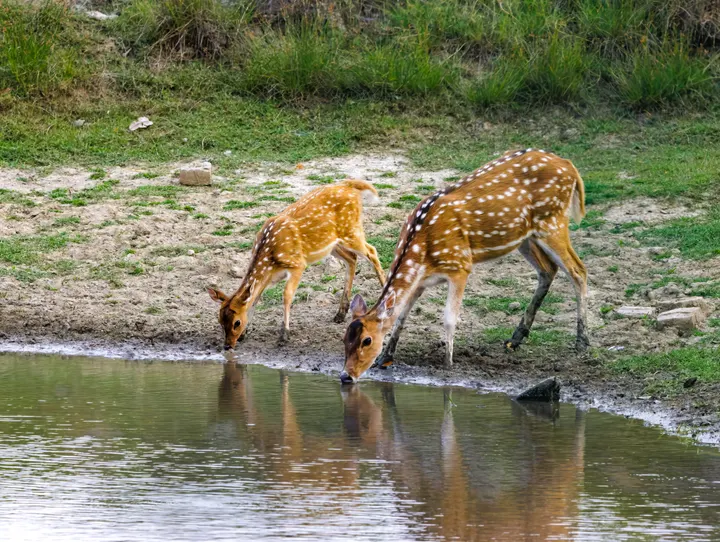 Spotted deer drinking at a muddy pond in the Sundarbans, West Bengal wildlife safari.