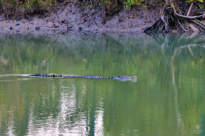 Saltwater crocodile swimming in a green mangrove creek seen from a boat, Sundarbans.
