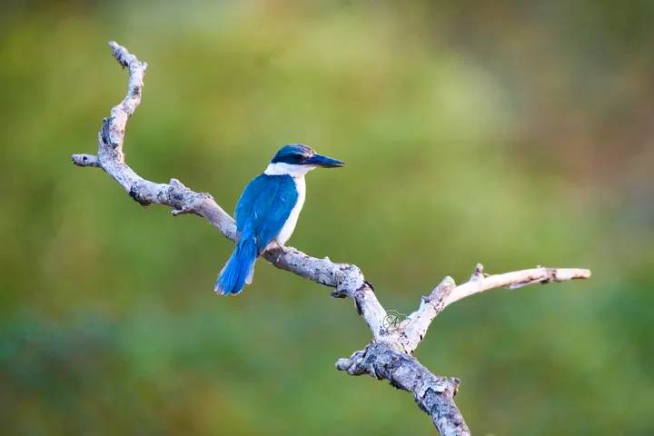 Collared kingfisher with turquoise wings perched on a branch in Sundarbans mangroves.
