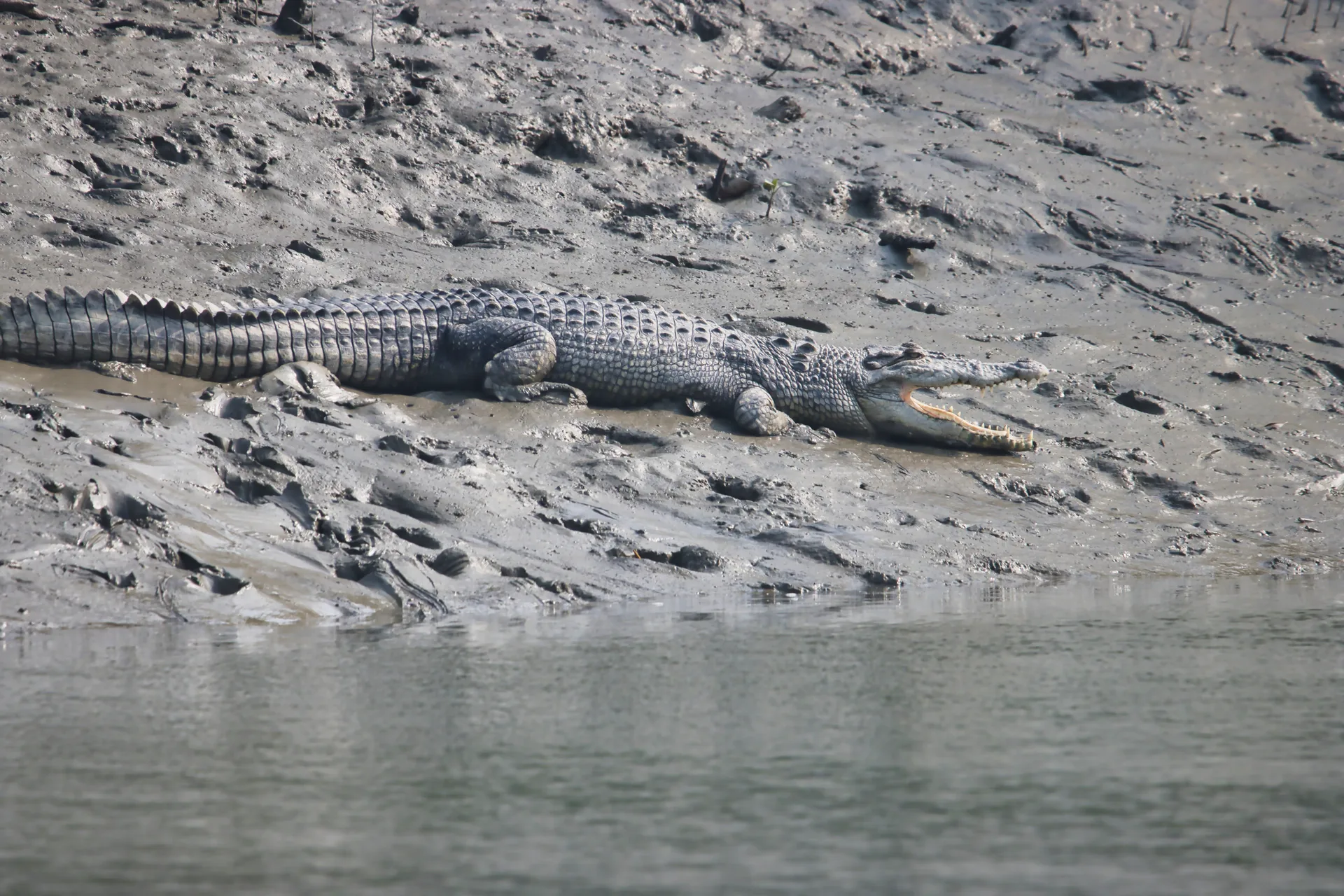 Estuarine crocodile basking with mouth open on a Sundarbans mudbank beside tidal water.
