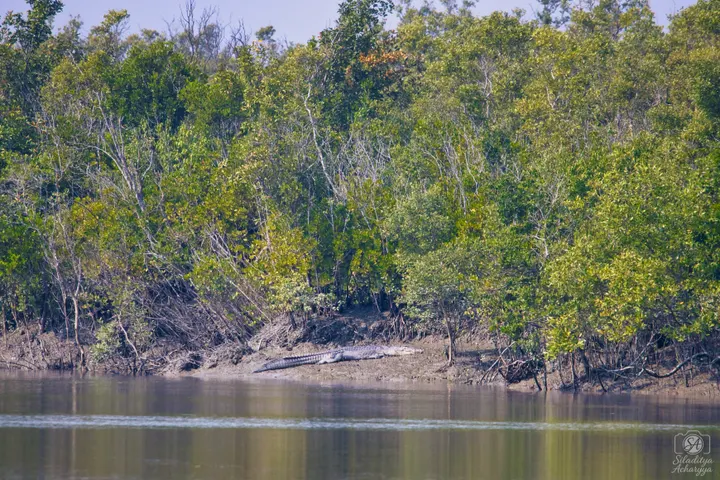Large estuarine crocodile resting on mud at the foot of dense mangrove forest, Sundarbans.