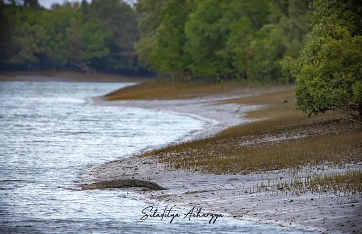 Saltwater crocodile sliding from a muddy mangrove bank into a creek in the Indian Sundarbans.