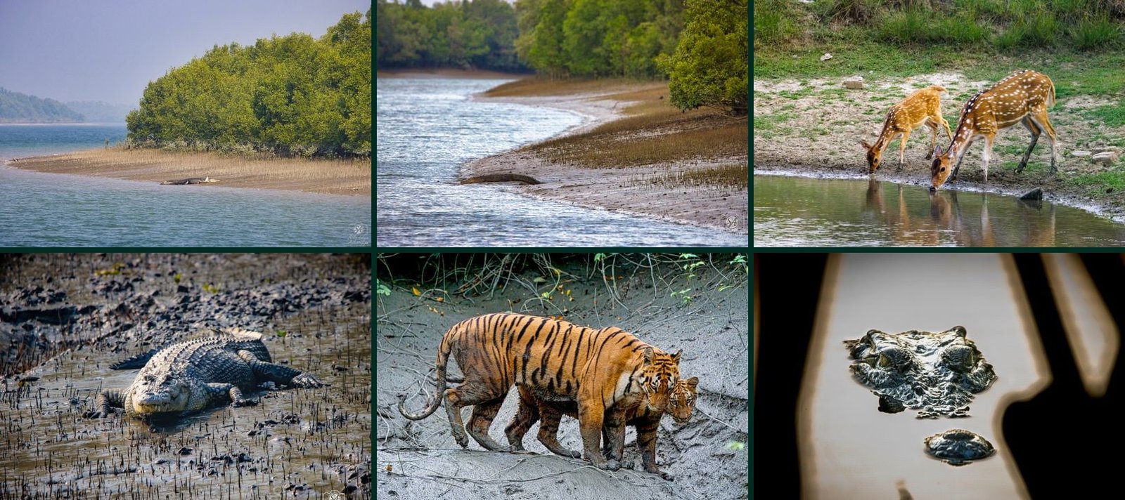 Boat safari collage — mangrove creek from a licensed launch, crocodile on a mudbank, spotted deer at a forest pond, estuarine crocodile near watch-tower country, Royal Bengal tiger on tidal mud, and crocodile at the waterline, Indian Sundarbans.