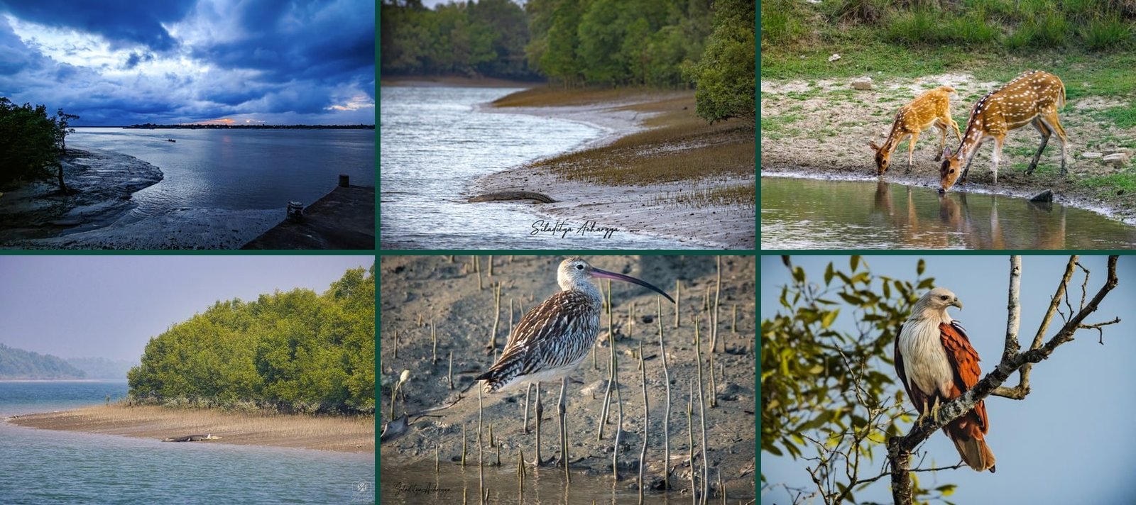 Eco-tourism collage of the Indian Sundarbans — wide creek at dusk, mangrove tidal forest, spotted deer at a forest pond, crocodile on a licensed boat route, curlew on mudflats, and brahminy kite, West Bengal.