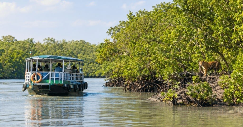 Licensed tourist boat on a Sundarban Tiger Reserve creek with passengers watching a Royal Bengal tiger on the core-zone mudbank among mangrove roots, West Bengal.
