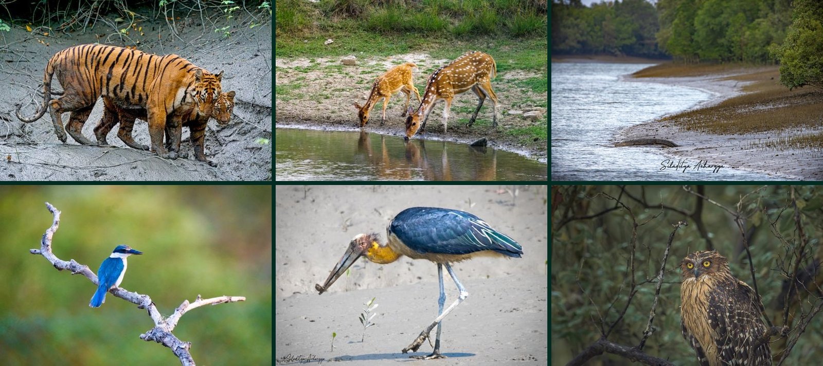 Indian Sundarbans wildlife collage — Royal Bengal tiger, spotted deer, saltwater crocodile on a mangrove creek, collared kingfisher, lesser adjutant stork, and brown fish owl in West Bengal.
